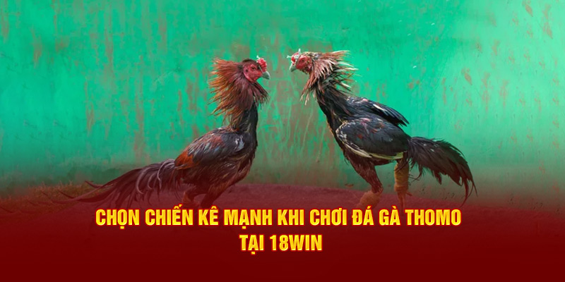 Chọn chiến kê mạnh khi chơi đá gà thomo tại 18Win