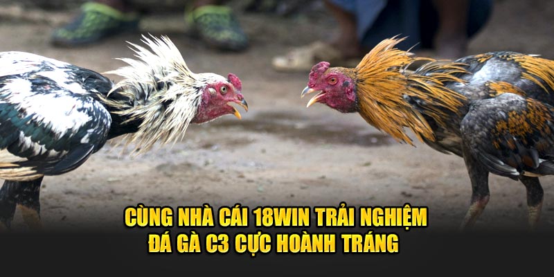 ảnh đại diện đá gà c3