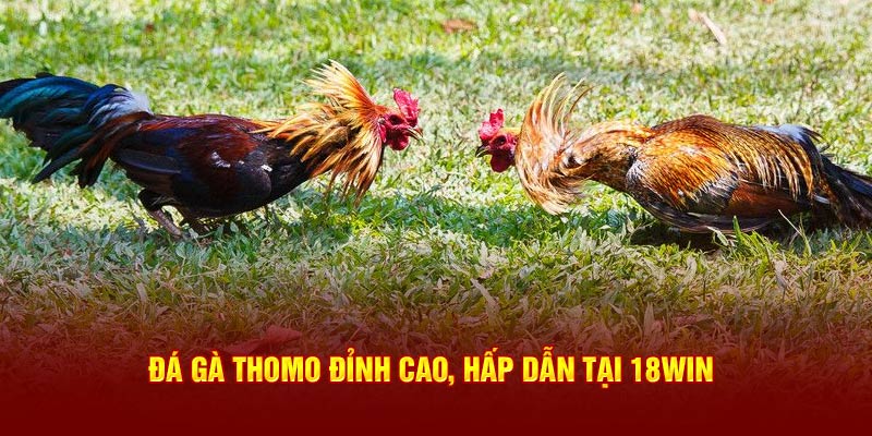Đá gà thomo đỉnh cao, hấp dẫn tại 18Win