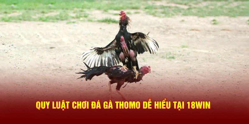 Quy luật chơi đá gà thomo dễ hiểu tại 18Win