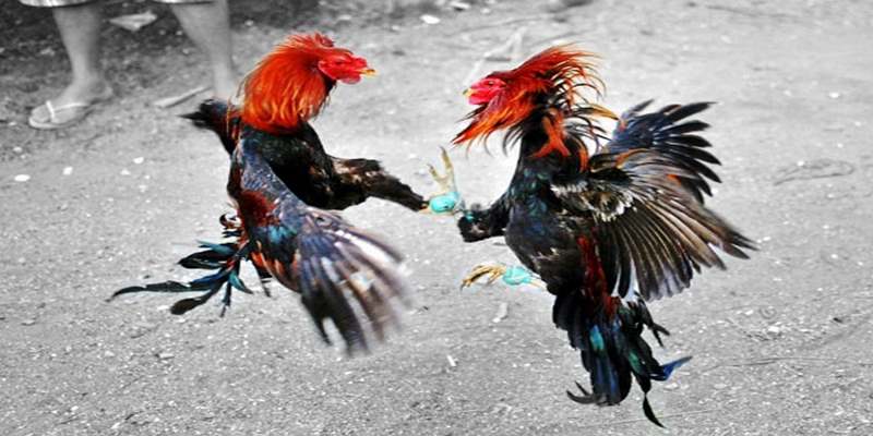 Những lưu ý khi cá cược đá gà cựa sắt